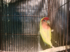 Love birds